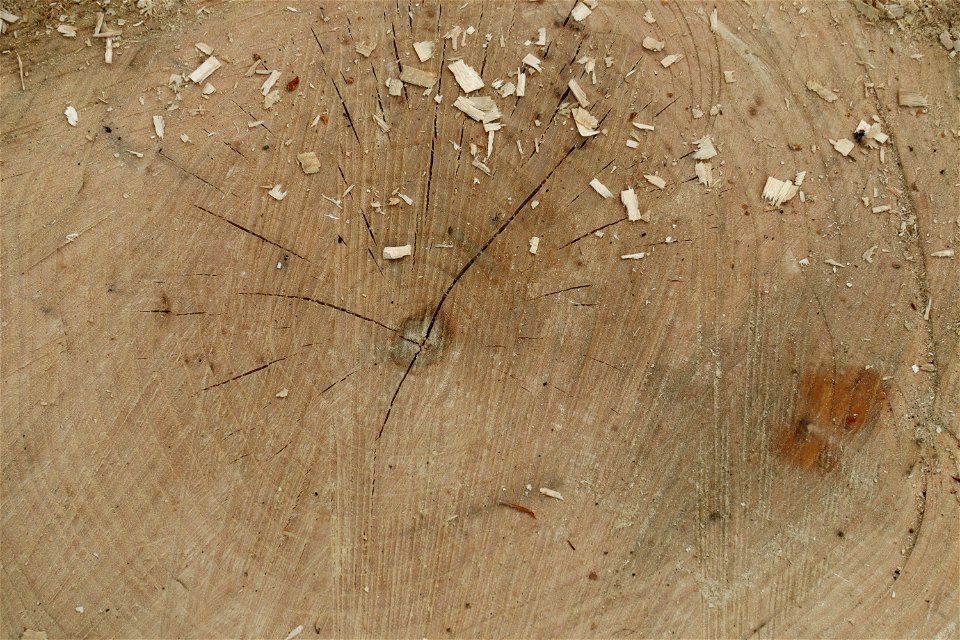 Nature Tree Rings