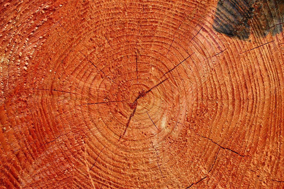 Nature Tree Rings