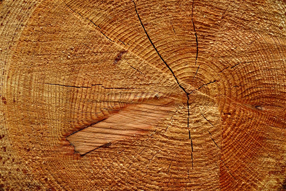 Nature Tree Rings