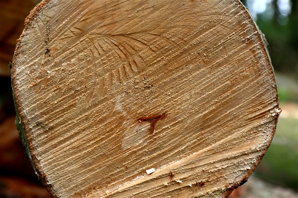 Nature Tree Rings