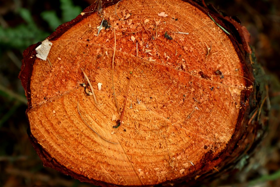 Nature Tree Rings