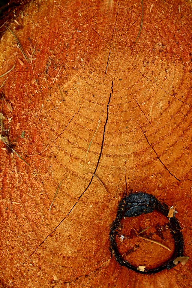 Nature Tree Rings