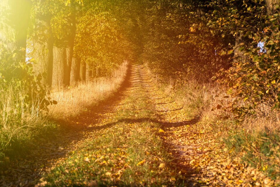 Village the path tree