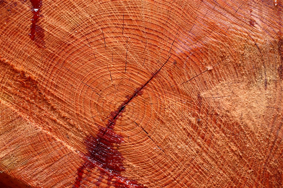 Nature Tree Rings