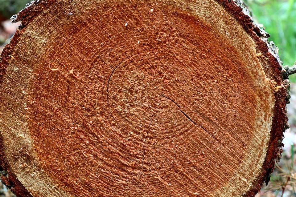 Nature Tree Rings photo