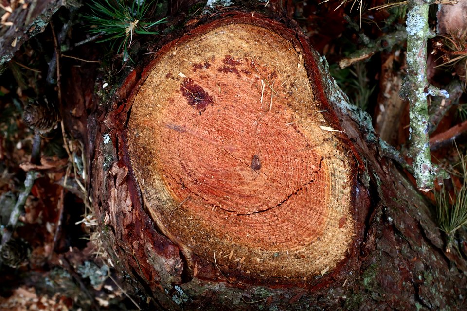 Nature Tree Rings photo