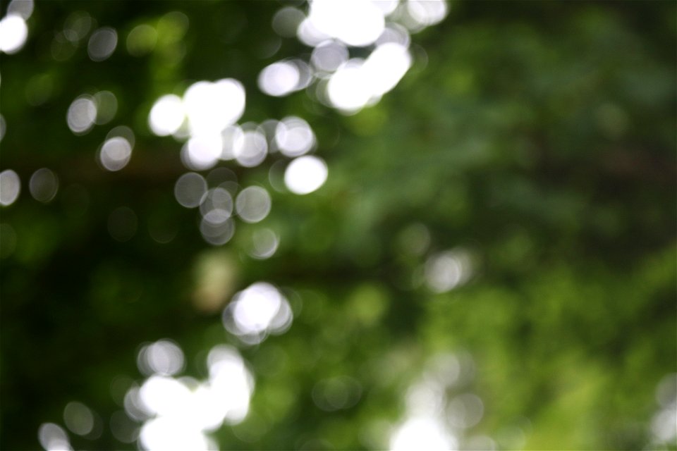 Bokeh