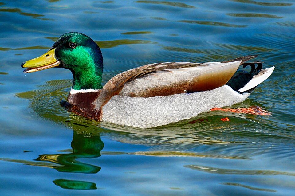Colorful water bird duck bird