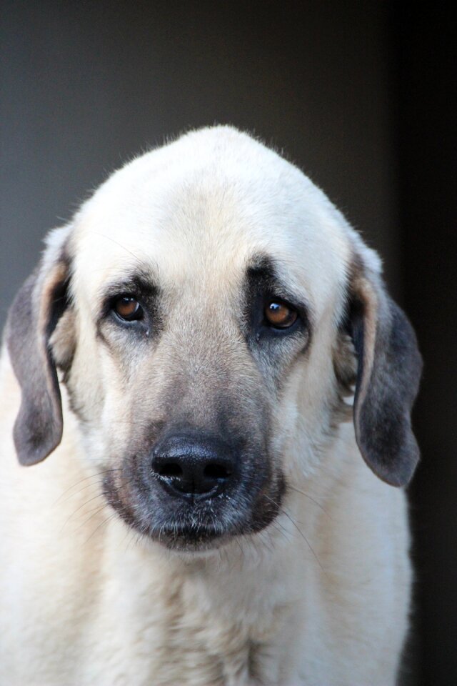 Purebred dog pride majestic