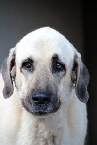 Purebred dog pride majestic