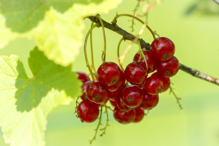 Currants red currants garden
