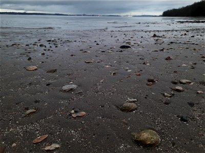 Sea Seashells photo
