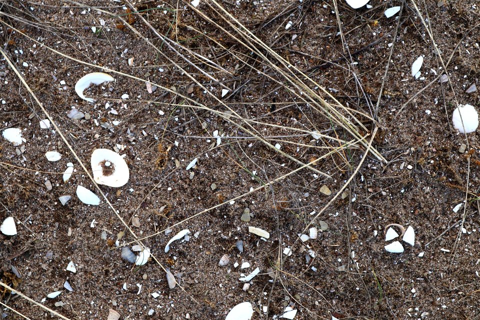 Sea Seashells