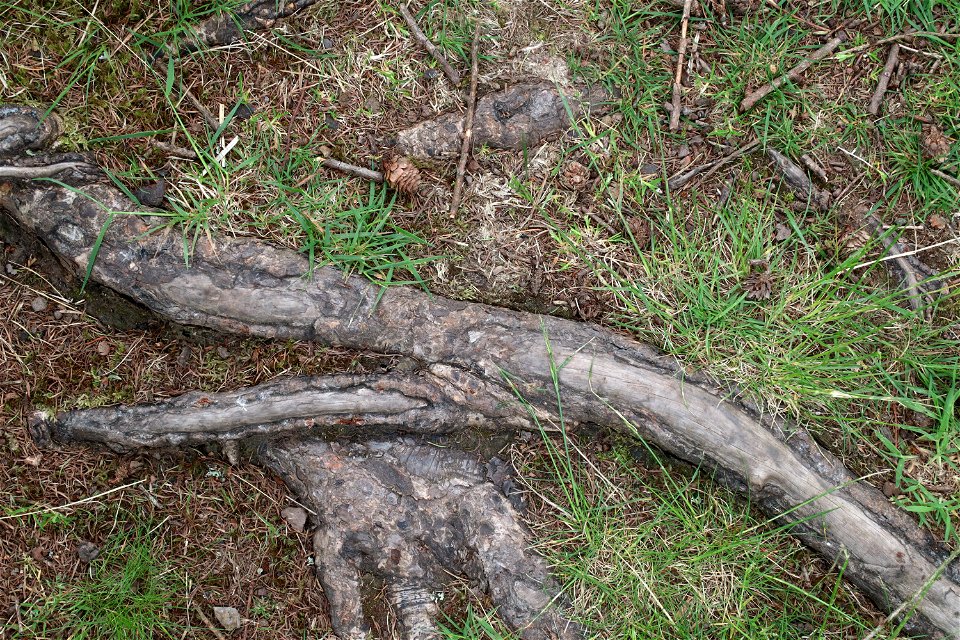 Nature Tree Roots photo
