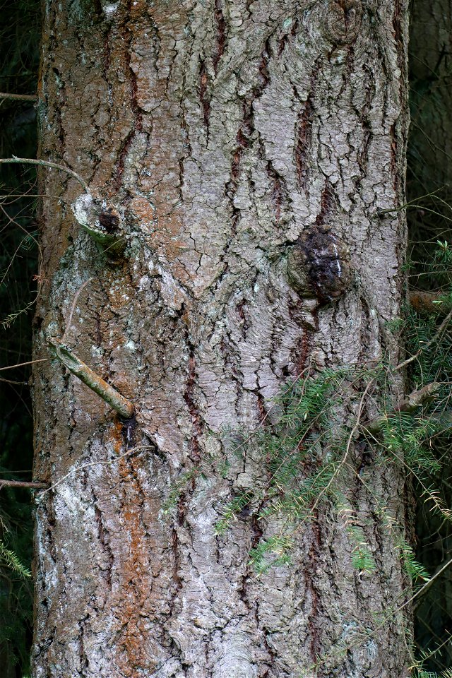 Nature Tree Trunk