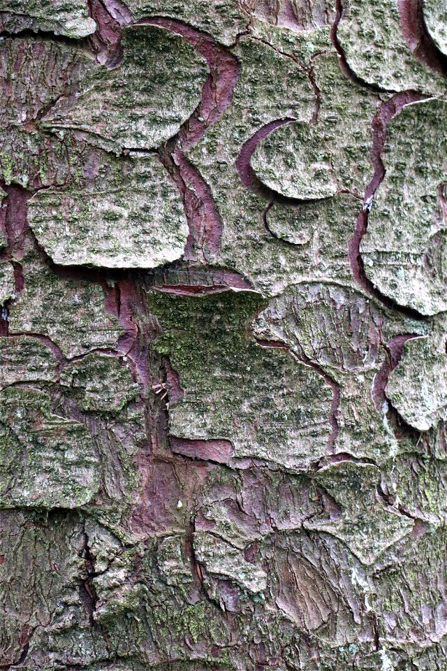 Nature Tree Trunk