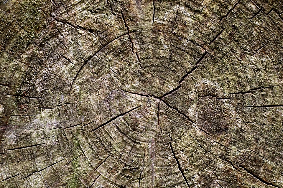 Nature Tree Rings