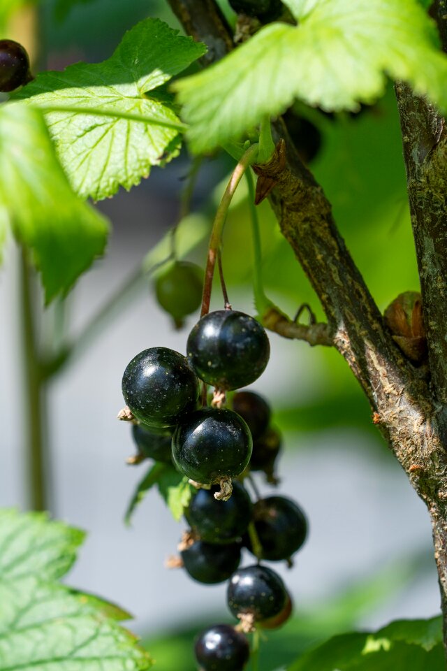 Currant black currant garden