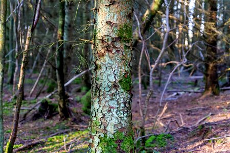 Nature Forest