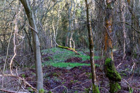 Nature Forest