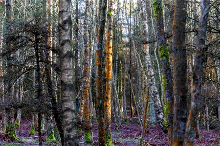 Nature Forest