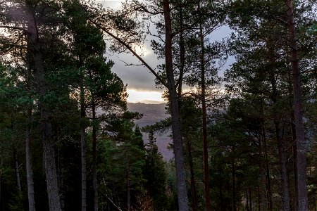 Nature Forest
