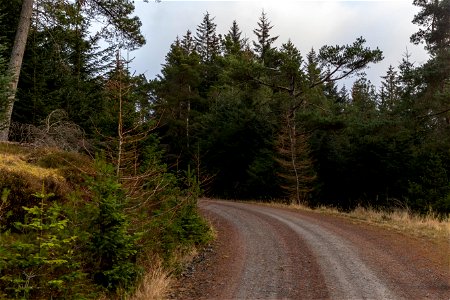 Nature Forest
