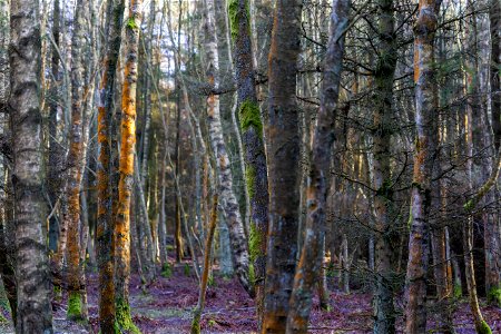 Nature Forest