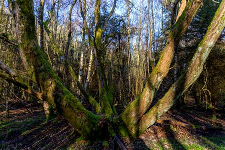 Nature Forest
