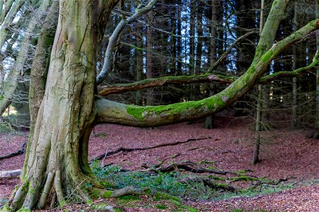 Nature Forest