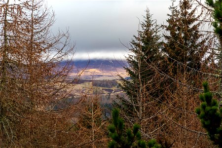 Nature Forest