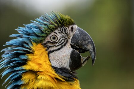 Yellow macaw head blue photo