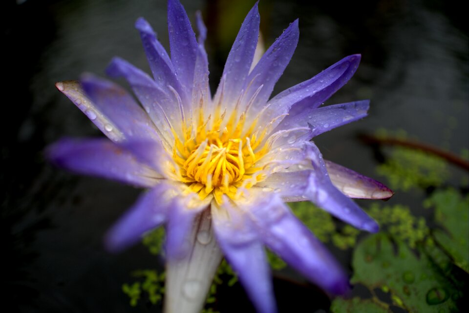Pond purple flower garden