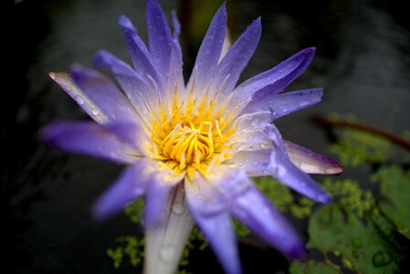 Pond purple flower garden