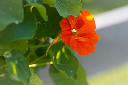 Blossom bloom orange photo