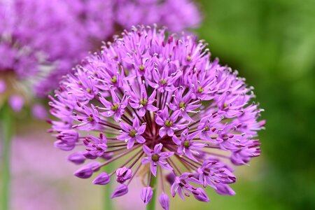 Violet purple spring flower