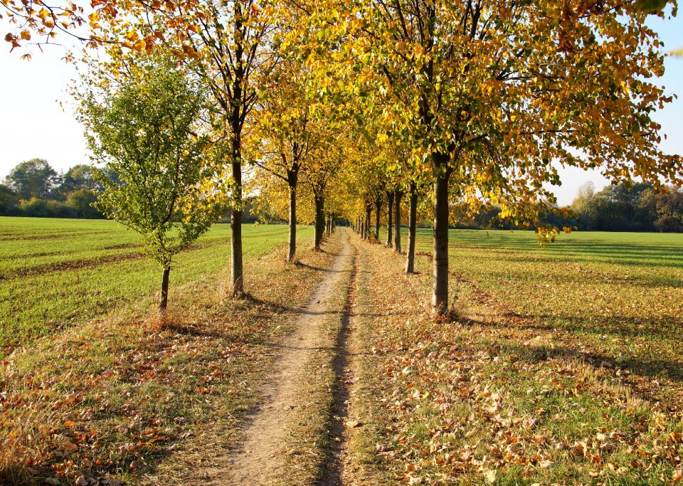 The trail foliage fallen