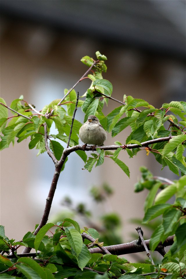 Fauna Birds