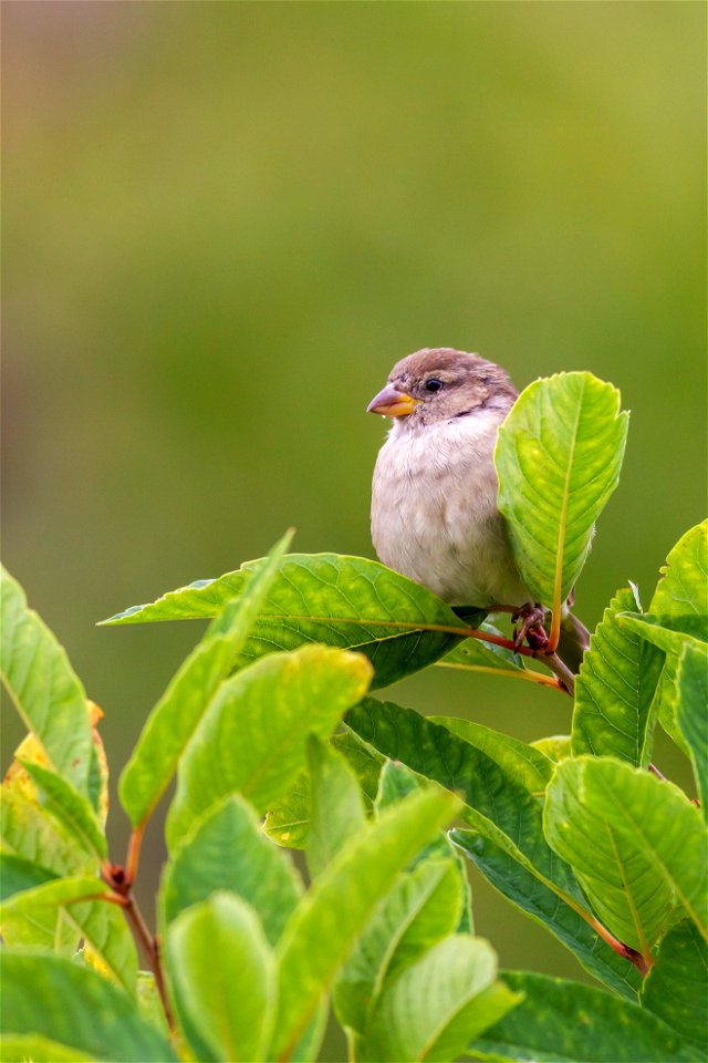 Fauna Birds