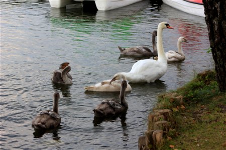 Fauna Birds