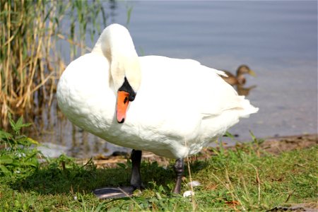 Fauna Birds
