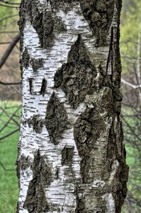 Tree nature the structure of the