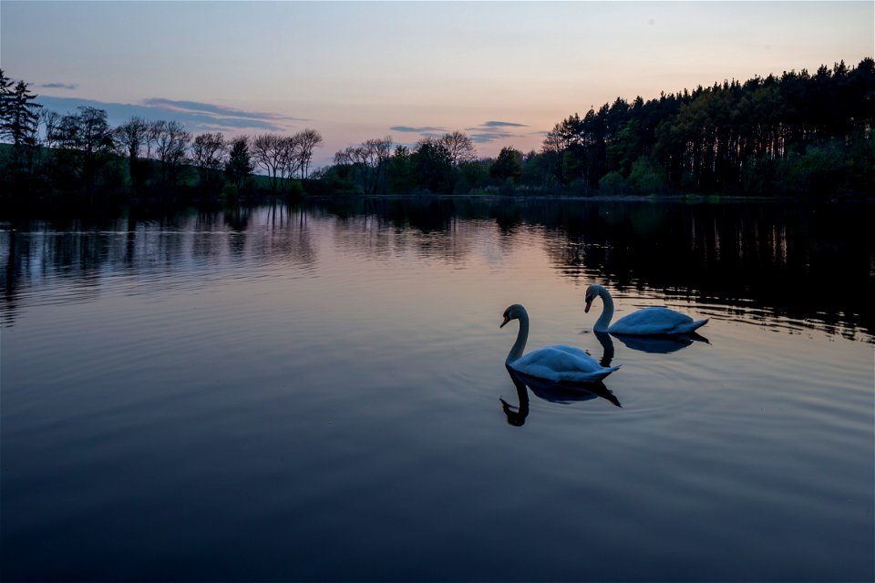 Fauna Birds