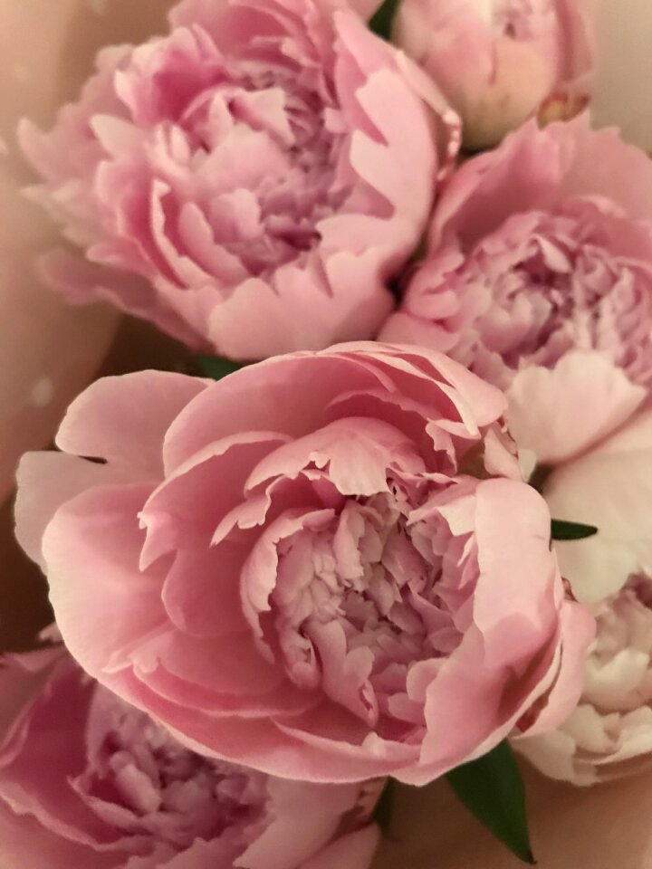 Pink petal romance