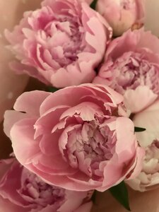 Pink petal romance photo