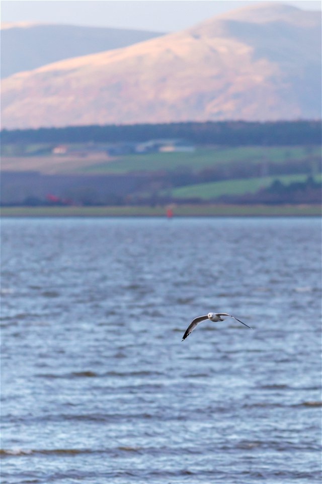 Fauna Birds