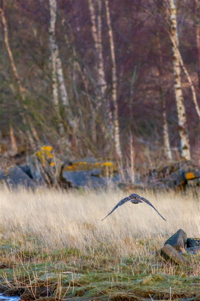 Fauna Birds
