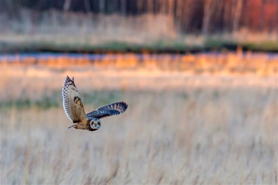 Fauna Birds