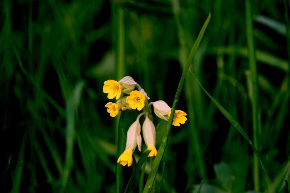 Nature plant flower