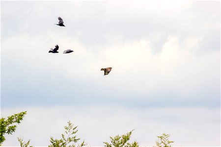 Fauna Birds